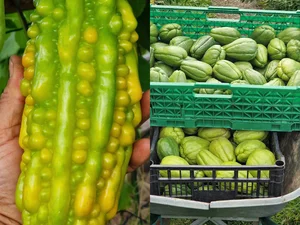 A Vietnamese Father’s Love: Bringing Home-Grown Freshness to the Family Table - image 8
