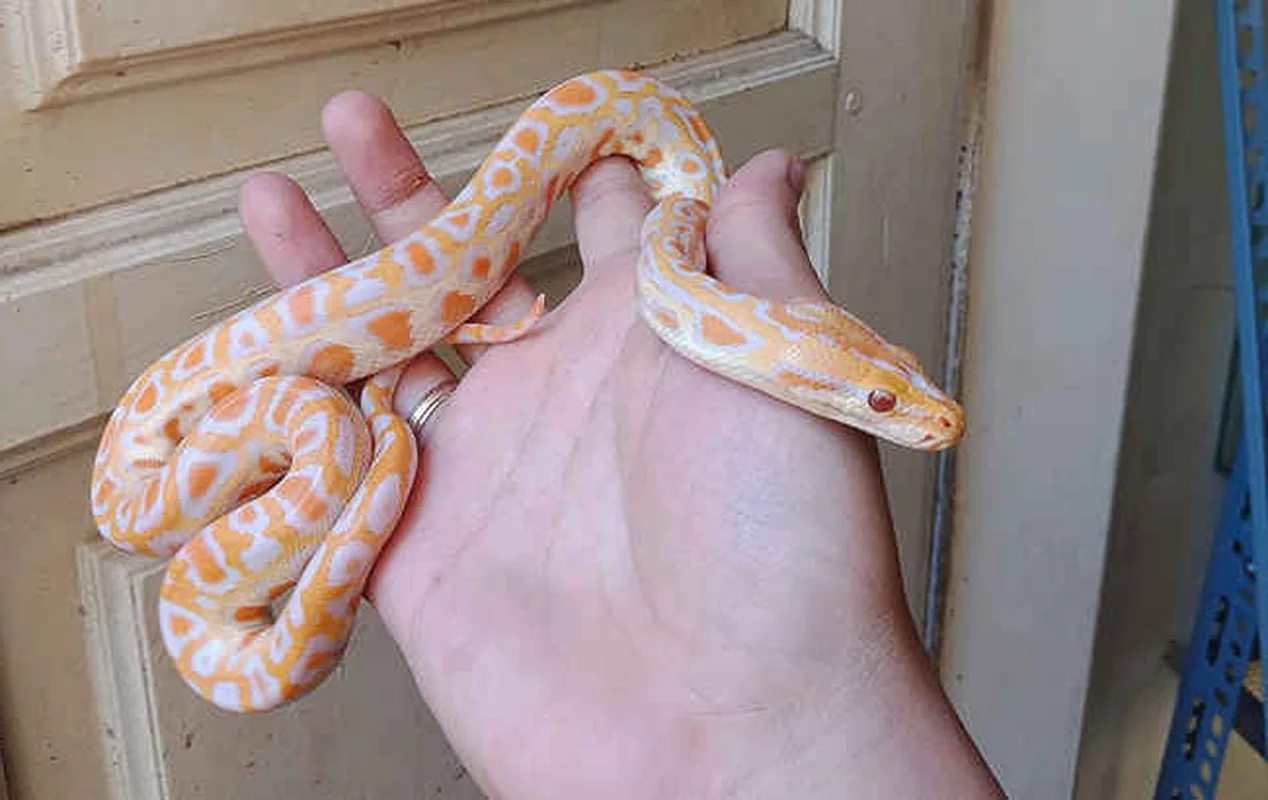 The Rising Trend of Keeping Pet Snakes Among Young Enthusiasts in 2025