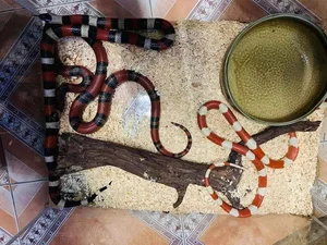 The Rising Trend of Keeping Pet Snakes Among Young Enthusiasts in 2025 - image 2