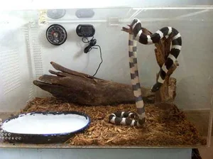 The Rising Trend of Keeping Pet Snakes Among Young Enthusiasts in 2025 - image 3