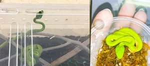The Rising Trend of Keeping Pet Snakes Among Young Enthusiasts in 2025 - image 6