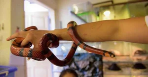 The Rising Trend of Keeping Pet Snakes Among Young Enthusiasts in 2025 - image 5