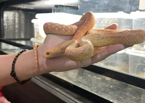 The Rising Trend of Keeping Pet Snakes Among Young Enthusiasts in 2025 - image 1