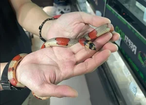The Rising Trend of Keeping Pet Snakes Among Young Enthusiasts in 2025 - image 7