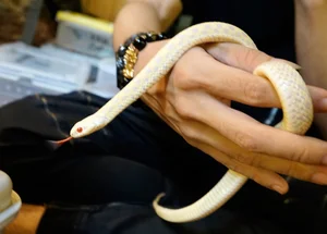 The Rising Trend of Keeping Pet Snakes Among Young Enthusiasts in 2025 - image 4