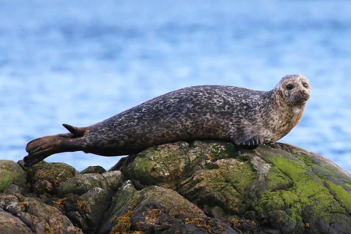 The Hooded Seal: Nature’s Most Unique Marine Mammal and Bizarre Courtship Rituals