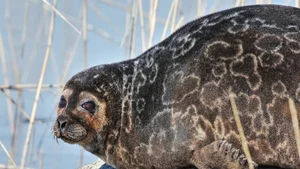 The Hooded Seal: Nature’s Most Unique Marine Mammal and Bizarre Courtship Rituals - image 1
