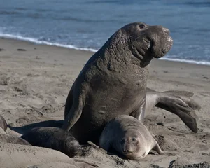 The Hooded Seal: Nature’s Most Unique Marine Mammal and Bizarre Courtship Rituals - image 2