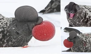 The Hooded Seal: Nature’s Most Unique Marine Mammal and Bizarre Courtship Rituals - image 5