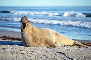 The Hooded Seal: Nature’s Most Unique Marine Mammal and Bizarre Courtship Rituals - image 6