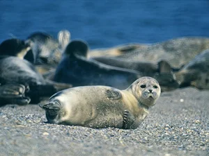 The Hooded Seal: Nature’s Most Unique Marine Mammal and Bizarre Courtship Rituals - image 3