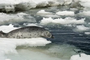 The Hooded Seal: Nature’s Most Unique Marine Mammal and Bizarre Courtship Rituals - image 4