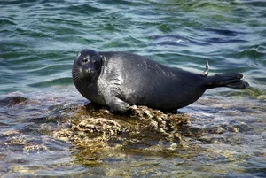 The Hooded Seal: Nature’s Most Unique Marine Mammal and Bizarre Courtship Rituals - image 7