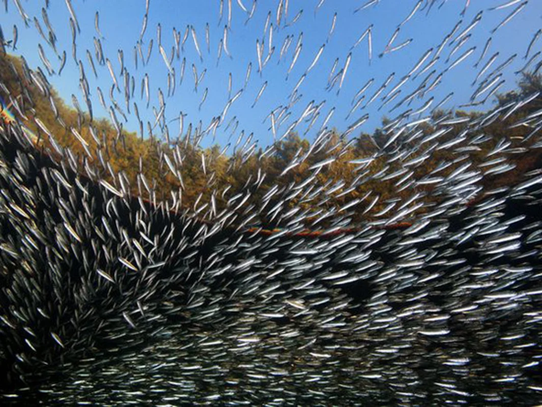Nature's Master Strategists: Unique and Sophisticated Survival Tactics in the Animal Kingdom