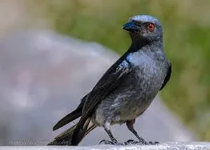 Nature's Master Strategists: Unique and Sophisticated Survival Tactics in the Animal Kingdom - image 6