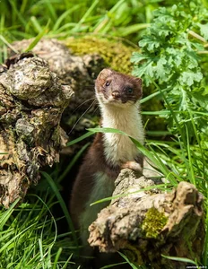 Nature's Master Strategists: Unique and Sophisticated Survival Tactics in the Animal Kingdom - image 4