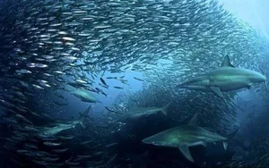 Nature's Master Strategists: Unique and Sophisticated Survival Tactics in the Animal Kingdom - image 7