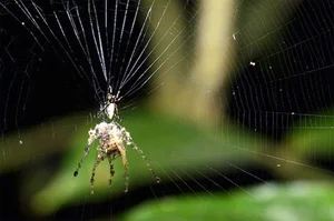Nature's Master Strategists: Unique and Sophisticated Survival Tactics in the Animal Kingdom - image 3