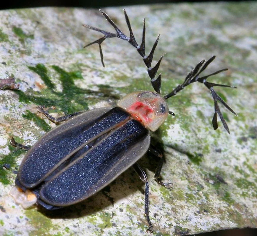 Vietnam’s Bizarre Insects: A Rare Glimpse into Exotic Biodiversity
