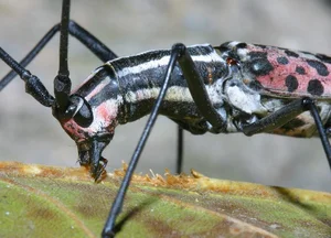 Vietnam’s Bizarre Insects: A Rare Glimpse into Exotic Biodiversity - image 8