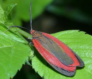 Vietnam’s Bizarre Insects: A Rare Glimpse into Exotic Biodiversity - image 9