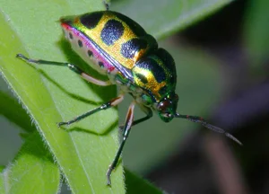 Vietnam’s Bizarre Insects: A Rare Glimpse into Exotic Biodiversity - image 14