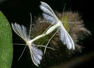 Vietnam’s Bizarre Insects: A Rare Glimpse into Exotic Biodiversity - image 13