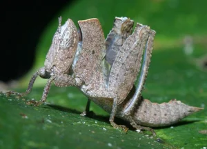 Vietnam’s Bizarre Insects: A Rare Glimpse into Exotic Biodiversity - image 7