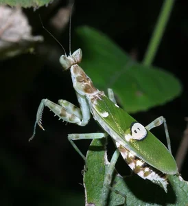 Vietnam’s Bizarre Insects: A Rare Glimpse into Exotic Biodiversity - image 11