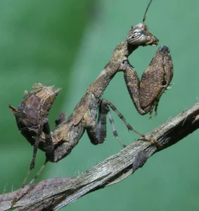 Vietnam’s Bizarre Insects: A Rare Glimpse into Exotic Biodiversity - image 5