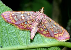 Vietnam’s Bizarre Insects: A Rare Glimpse into Exotic Biodiversity - image 0