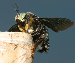 Vietnam’s Bizarre Insects: A Rare Glimpse into Exotic Biodiversity - image 10