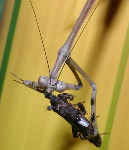 Vietnam’s Bizarre Insects: A Rare Glimpse into Exotic Biodiversity - image 2