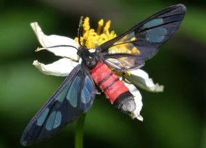 Vietnam’s Bizarre Insects: A Rare Glimpse into Exotic Biodiversity - image 12