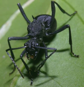 Vietnam’s Bizarre Insects: A Rare Glimpse into Exotic Biodiversity - image 15