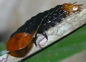 Vietnam’s Bizarre Insects: A Rare Glimpse into Exotic Biodiversity - image 6