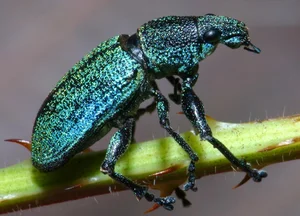 Vietnam’s Bizarre Insects: A Rare Glimpse into Exotic Biodiversity - image 1