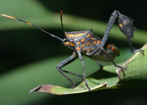 Vietnam’s Bizarre Insects: A Rare Glimpse into Exotic Biodiversity - image 4