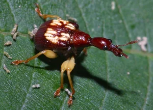 Vietnam’s Bizarre Insects: A Rare Glimpse into Exotic Biodiversity - image 3
