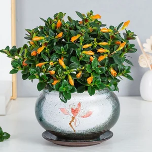 Attract Wealth and Prosperity: 3 Essential Plants to Grow in Front of Your Home for Good Luck - image 4
