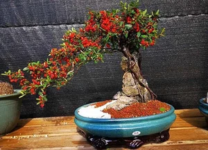 Attract Wealth and Prosperity: 3 Essential Plants to Grow in Front of Your Home for Good Luck - image 5