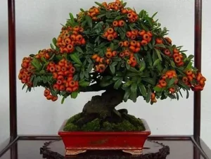 Attract Wealth and Prosperity: 3 Essential Plants to Grow in Front of Your Home for Good Luck - image 3