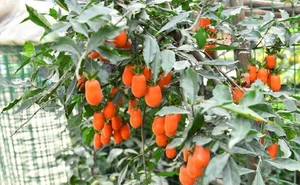 Attract Wealth and Prosperity: 3 Essential Plants to Grow in Front of Your Home for Good Luck - image 1