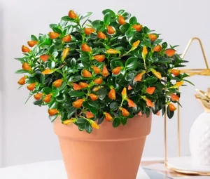 Attract Wealth and Prosperity: 3 Essential Plants to Grow in Front of Your Home for Good Luck - image 0