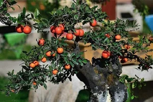 Attract Wealth and Prosperity: 3 Essential Plants to Grow in Front of Your Home for Good Luck - image 2