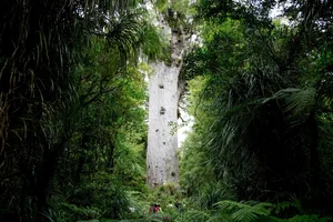 10 Most Breathtaking Ancient Forests Still Standing on Earth - image 0