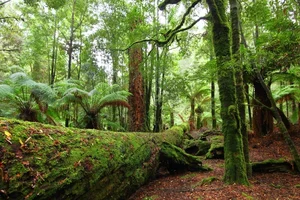 10 Most Breathtaking Ancient Forests Still Standing on Earth - image 1