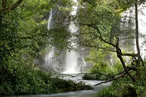 10 Most Breathtaking Ancient Forests Still Standing on Earth - image 6