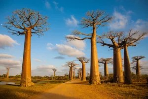10 Most Breathtaking Ancient Forests Still Standing on Earth - image 8
