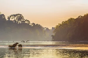 10 Most Breathtaking Ancient Forests Still Standing on Earth - image 4